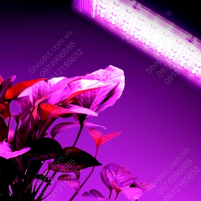 den led trong cay