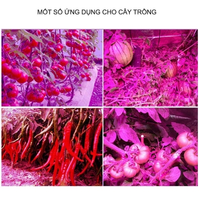 den led trong cay