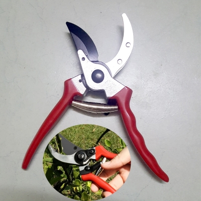 keo cat tia canh cay